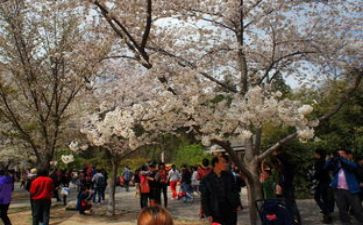 六一活动游园活动方案模板5篇