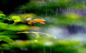 雨中奔跑作文7篇