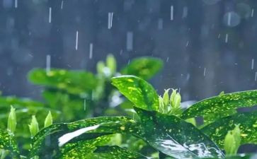 小雨和小雨中班音乐教案5篇
