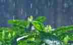 春天的小雨作文6篇