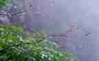 幼儿园大班听雨教案5篇