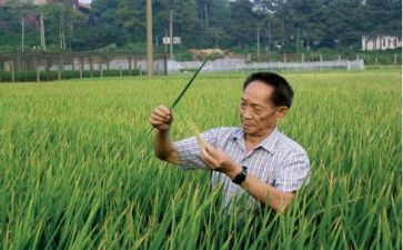 关于袁隆平的微作文6篇