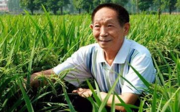 袁隆平的事作文优秀5篇