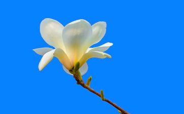 写玉兰的作文600字7篇