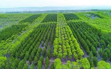植树造林日演讲稿6篇