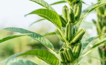 芝麻,开门吧读后感6篇