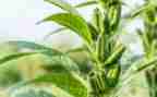 芝麻,开门吧读后感6篇