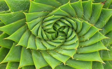 植物的心得6篇