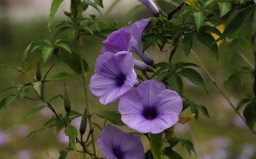 植物的作文30字7篇