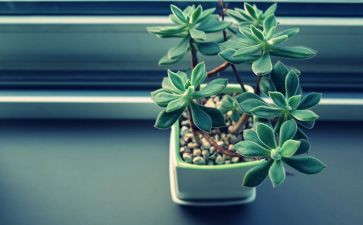 写植物的作文6篇