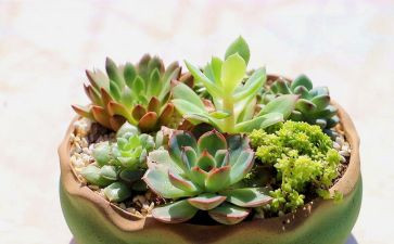 我的植物朋友写植物作文推荐7篇