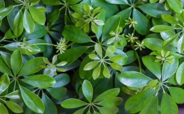 植物节作文精选7篇