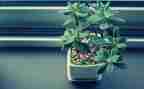 写植物的作文6篇