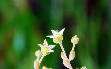我的知音的作文7篇