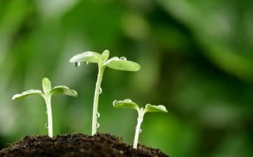 种子课读后感5篇