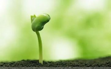 找种子大班教案优秀6篇