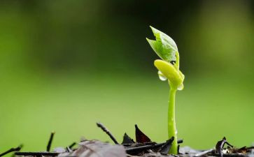 讲种子的演讲稿7篇