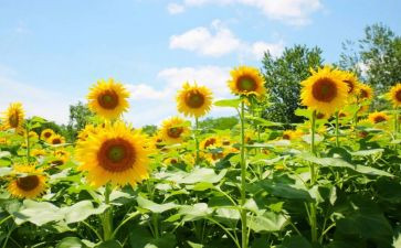 梦想和追求演讲稿精选6篇