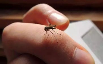 幼儿园画蚊子教案5篇
